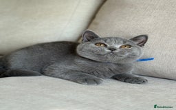 British Shorthair cats for sale: Beautiful kittens  - Image 20
