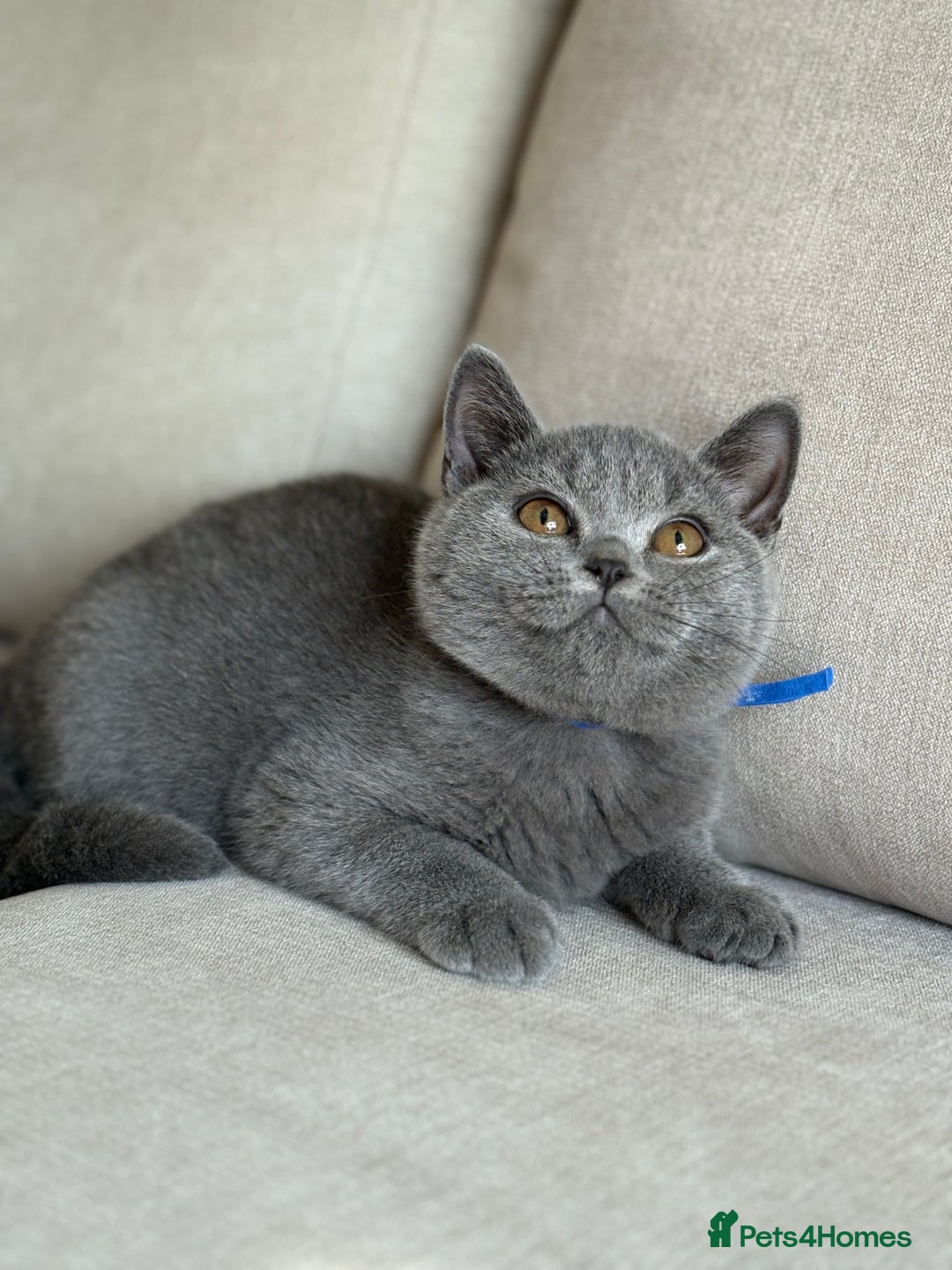British Shorthair cats for sale: Beautiful kittens  - Image 20