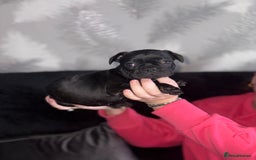 French Bulldog dogs for sale: 5 beautiful French bulldog puppy’s💕💕💙💙💙 - Image 6