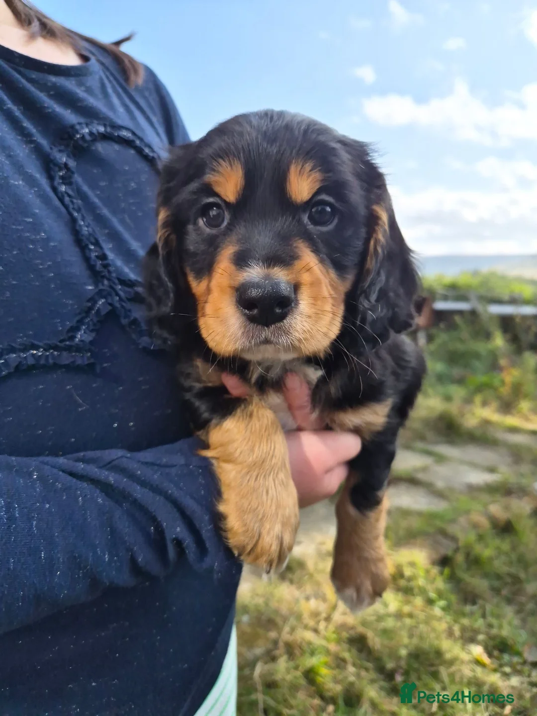 Cockerdor dogs for sale: Cockerdor puppies for sale  - Advert 2