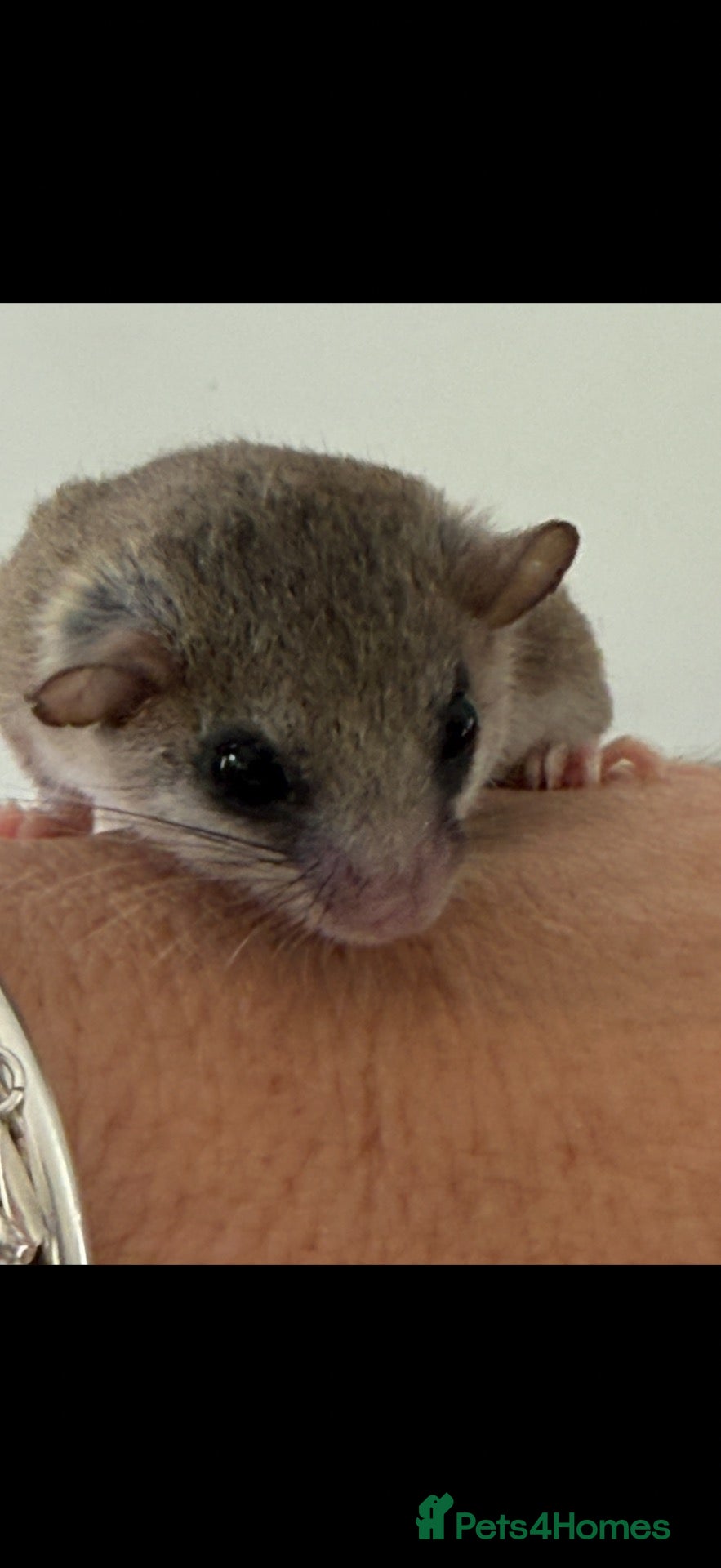 Mouse rodents Micro squirrels (African Pygmy mice )  - Advert 14