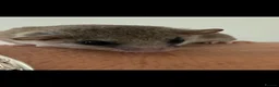 Mouse rodents for sale: Micro squirrels (African Pygmy mice )  - Advert 1