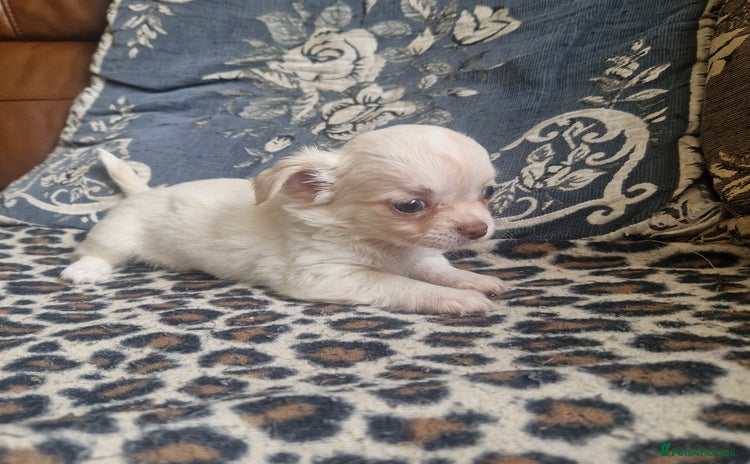 Chihuahua dogs - Advert 1