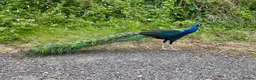 Peafowl poultry for sale: Stunning Peacocks for sale-eye catching/elegant  - Advert 2