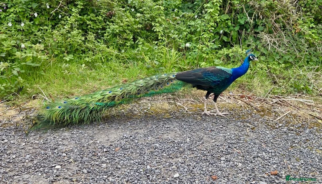 Peafowl poultry for sale: Stunning Peacocks for sale-eye catching/elegant  - Advert 2