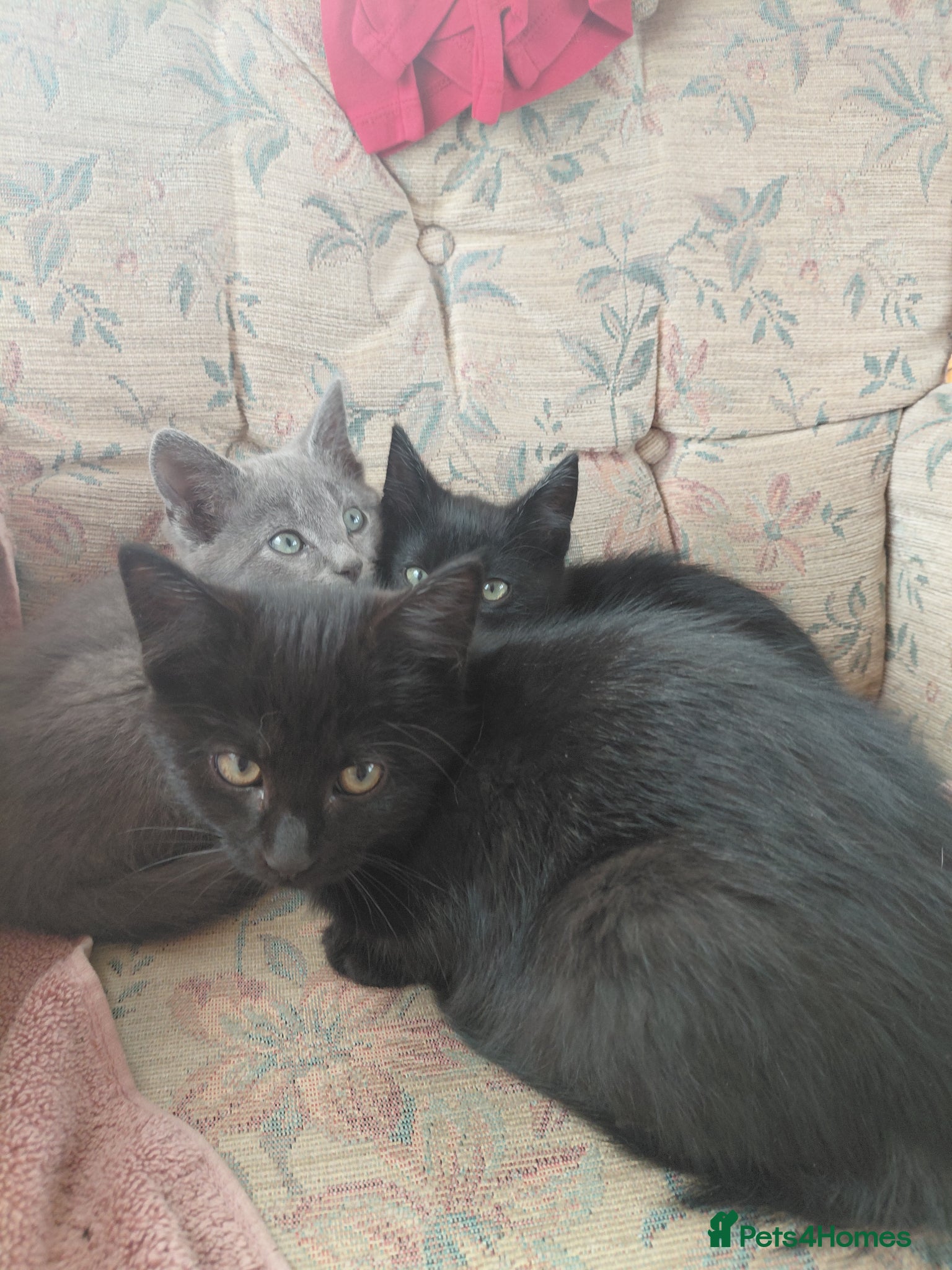 British Shorthair cats for sale: British Short Haired Kittens  - Advert 1