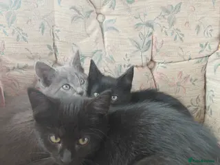 British Shorthair cats for sale: British Short Haired Kittens - Advert 1