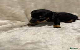 Miniature Dachshund dogs for sale: 🐾 Stunning Miniature Dachshund Puppies - Image 12