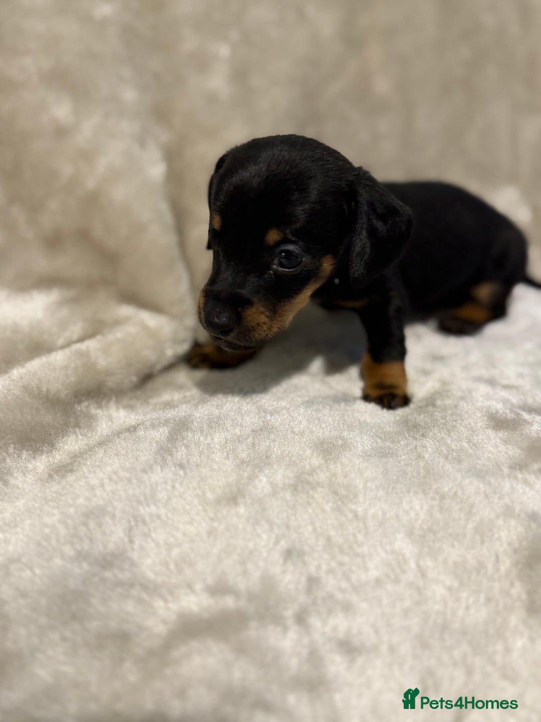 Miniature Dachshund dogs for sale: 🐾 Stunning Miniature Dachshund Puppies - Image 12