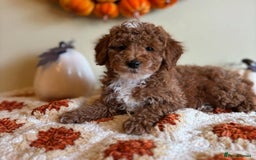 Goldendoodle dogs for sale: Beautiful GoldenDoodle Puppies Ready This Weekend! - Image 8