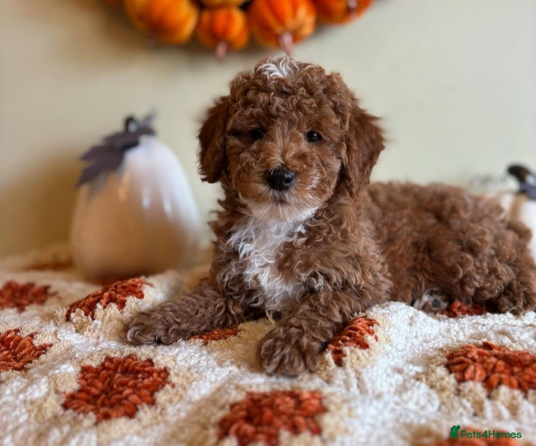 Goldendoodle dogs for sale: Beautiful GoldenDoodle Puppies Ready This Weekend! - Image 8