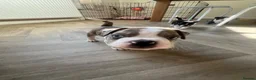 Mixed Breed dogs for sale: Boston terrier cross puppies - Advert 10