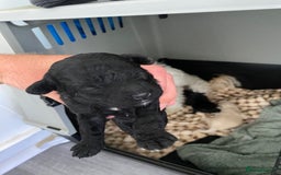 Maltipoo dogs for sale: Stunning maltipoo puppy’s  - Image 2