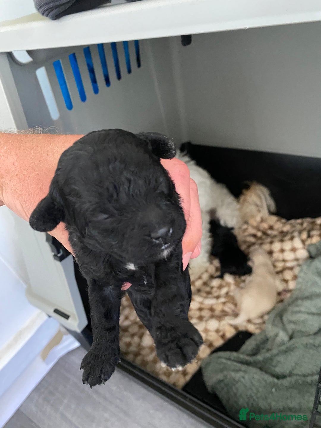 Maltipoo dogs for sale: Stunning maltipoo puppy’s  - Image 2