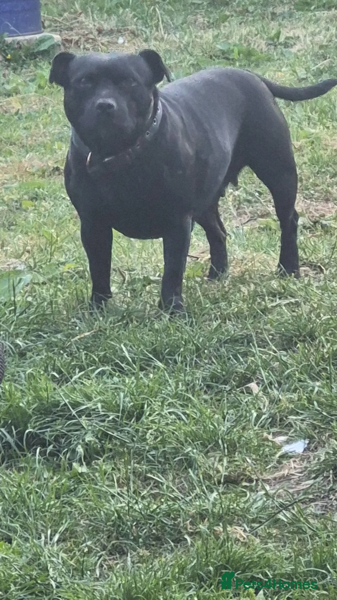 Staffordshire Bull Terrier dogs for sale: Kc reg Staffordshire bull terrier pups  in Leeds - Advert 2
