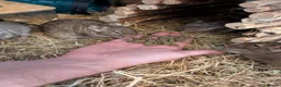 Degus rodents for sale: Lovely Degus ready for their forever homes - Advert 2
