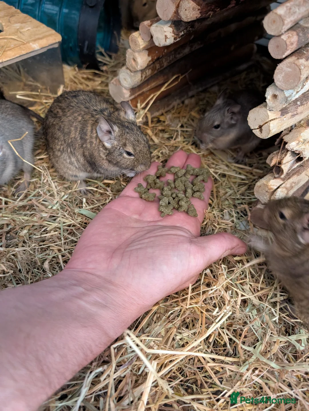 Degus rodents for sale: Lovely Degus ready for their forever homes - Advert 2