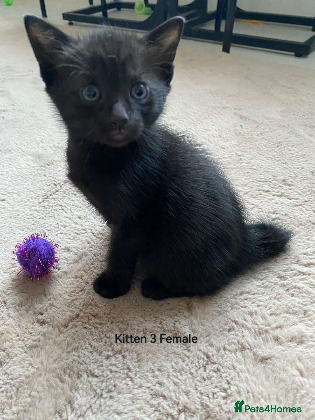 Mixed Breed cats for sale: Siamese Bengal mix kittens  - Advert 23