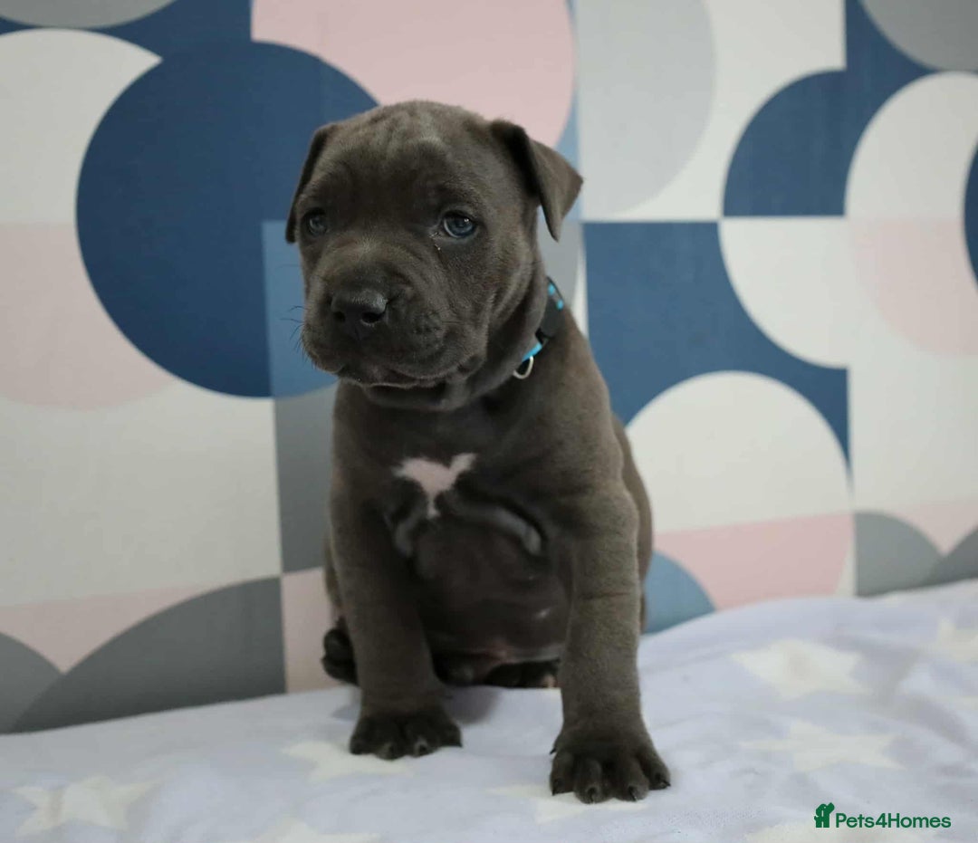 Mixed Breed dogs for sale: staffordshire Bull terrier puppy  - Image 2
