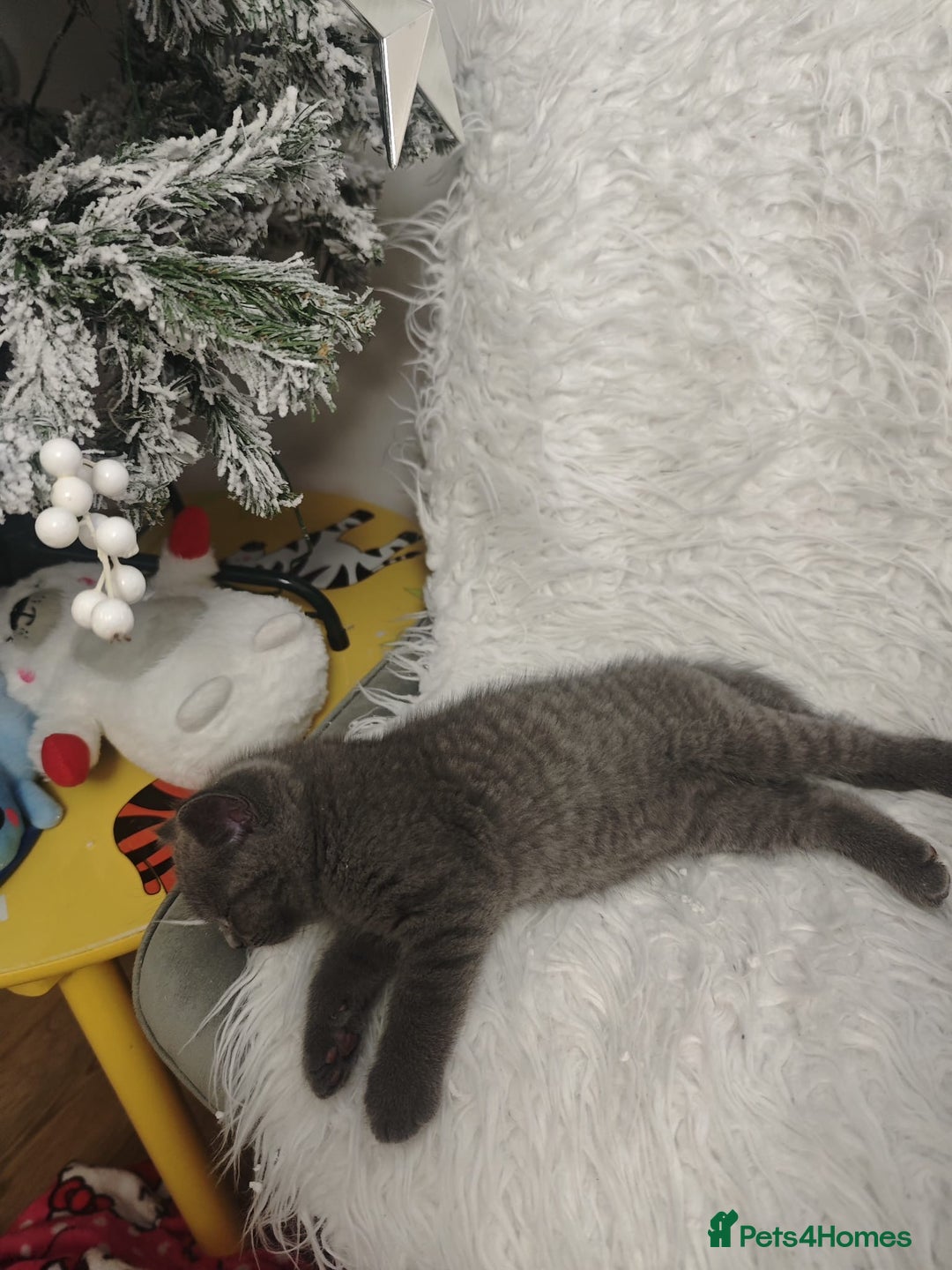 British Shorthair cats for sale: British Shorthair Blue-Grey Girl Kitten - Advert 4