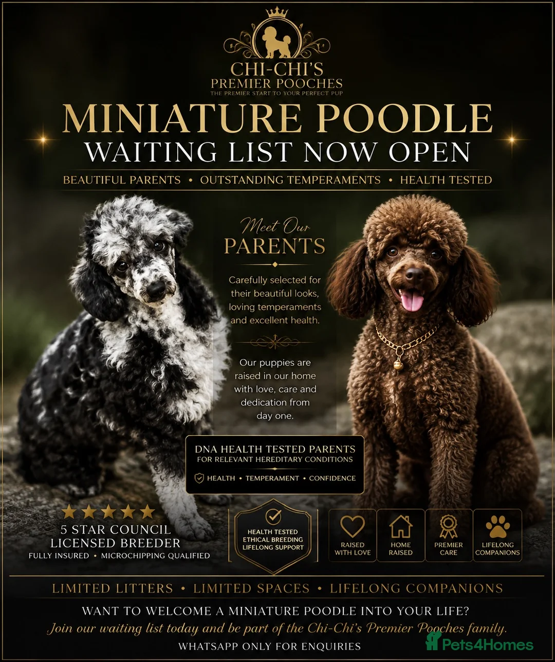 Miniature Poodle dogs for sale: WAITING LIST Miniature poodle waiting list - Advert 1