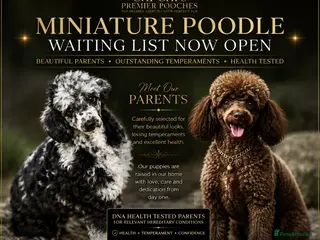 Miniature Poodle dogs WAITING LIST Miniature poodle waiting list - Advert 2