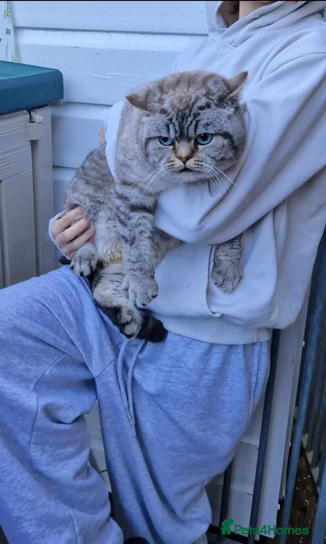 British Shorthair cats for stud: Seal Silver Tabby Pointed for stud duties  - Advert 2