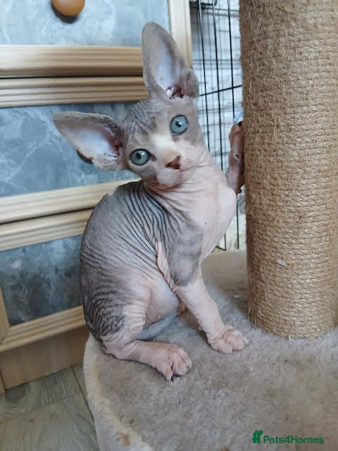 Sphynx cats Beautiful  Sphynx kitten for sale - Advert 17