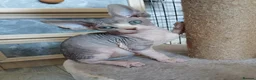 Sphynx cats for sale: Beautiful  Sphynx kitten for sale - Advert 1