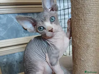 Sphynx cats Beautiful Sphynx kitten for sale - Advert 17