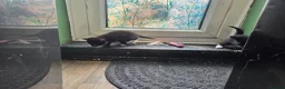 Mixed Breed cats for sale: Looking for homes - Advert 15