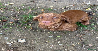 Cocker Spaniel dogs - Advert 10