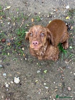 Cocker Spaniel dogs - Advert 7