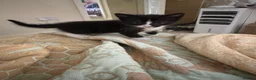 Mixed Breed cats for sale: 2 kittens left  - Advert 20