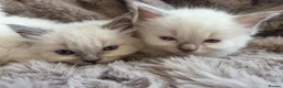 Ragdoll cats for sale: 🏆GCCF REG. EXTENSIVELY TESTED RAGDOLL KITTENS 🌟 - Advert 14