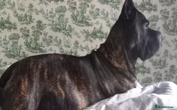 Cane Corso dogs for sale: 1 & only uk bloodline - Image 7