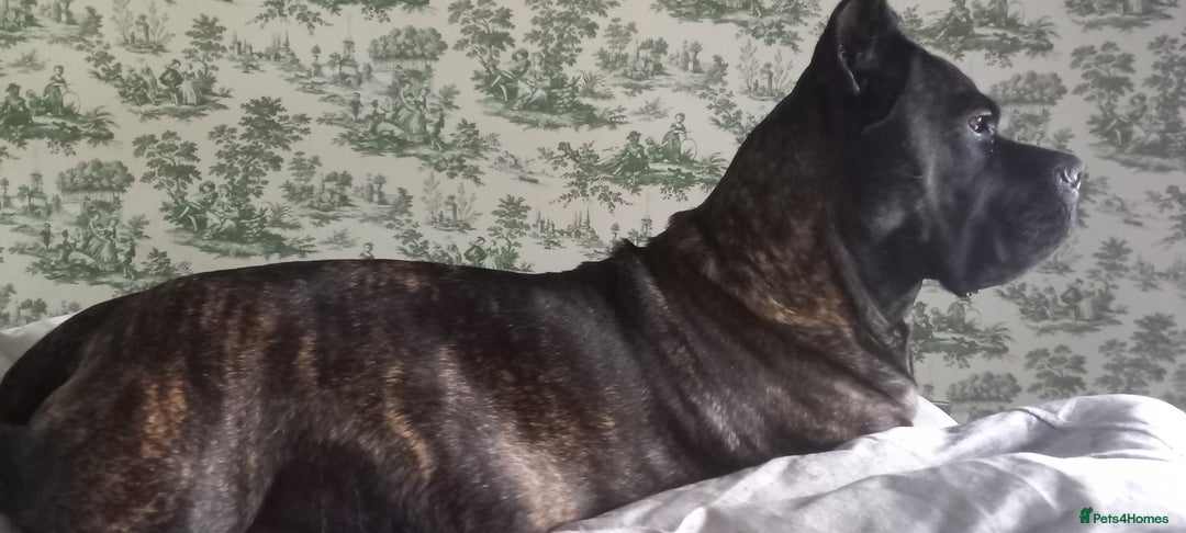 Cane Corso dogs for sale: 1 & only uk bloodline - Image 7
