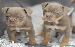 Old Tyme Bulldog dogs for sale: Why Settle for Less? 5⭐️Rated, 23 Years Experience - Image 1