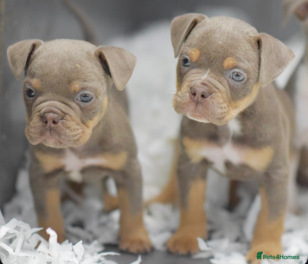 Old Tyme Bulldog dogs for sale: Why Settle for Less? 5⭐️Rated, 23 Years Experience - Image 1