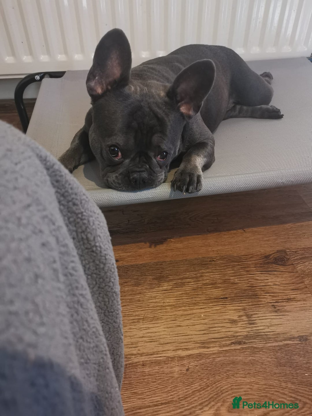 French Bulldog dogs for adoption: ❤️🐶 TILLY & 💙🐶 MARLEY – Two Loving Companions - Advert 19