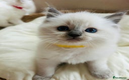 Ragdoll cats for sale: Ragdoll kittens  - Image 8