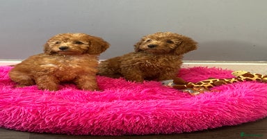 Cavapoo dogs - Advert 12
