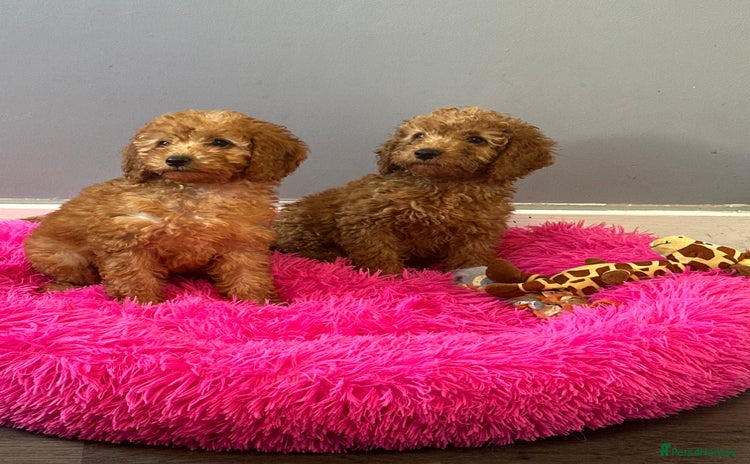 Cavapoo dogs - Advert 6