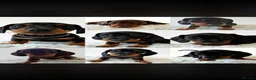 Miniature Dachshund dogs for sale: Beautiful Miniature Daschund Puppies  - Advert 3