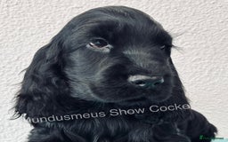 Cocker Spaniel dogs for sale: READY NOW Last boy, import line show cockers - Image 1