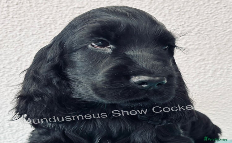 Cocker Spaniel dogs - Advert 2