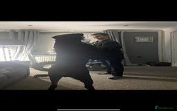 Rottweiler dogs for sale: Pedigree German chunky Rottweiler puppies  - Advert 27