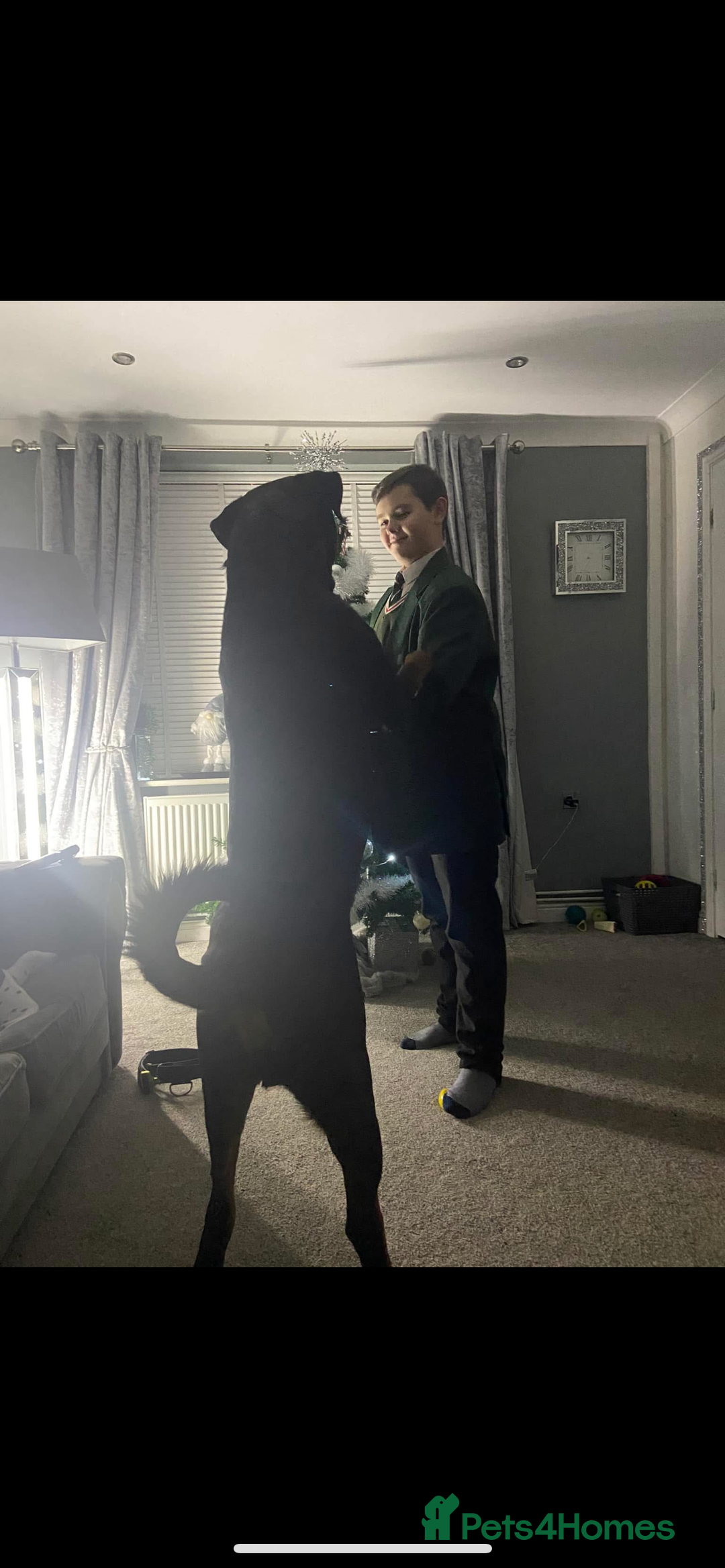 Rottweiler dogs for sale: Pedigree German chunky Rottweiler puppies  - Advert 27