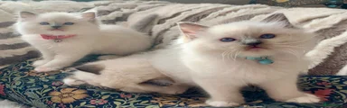 Ragdoll 1
