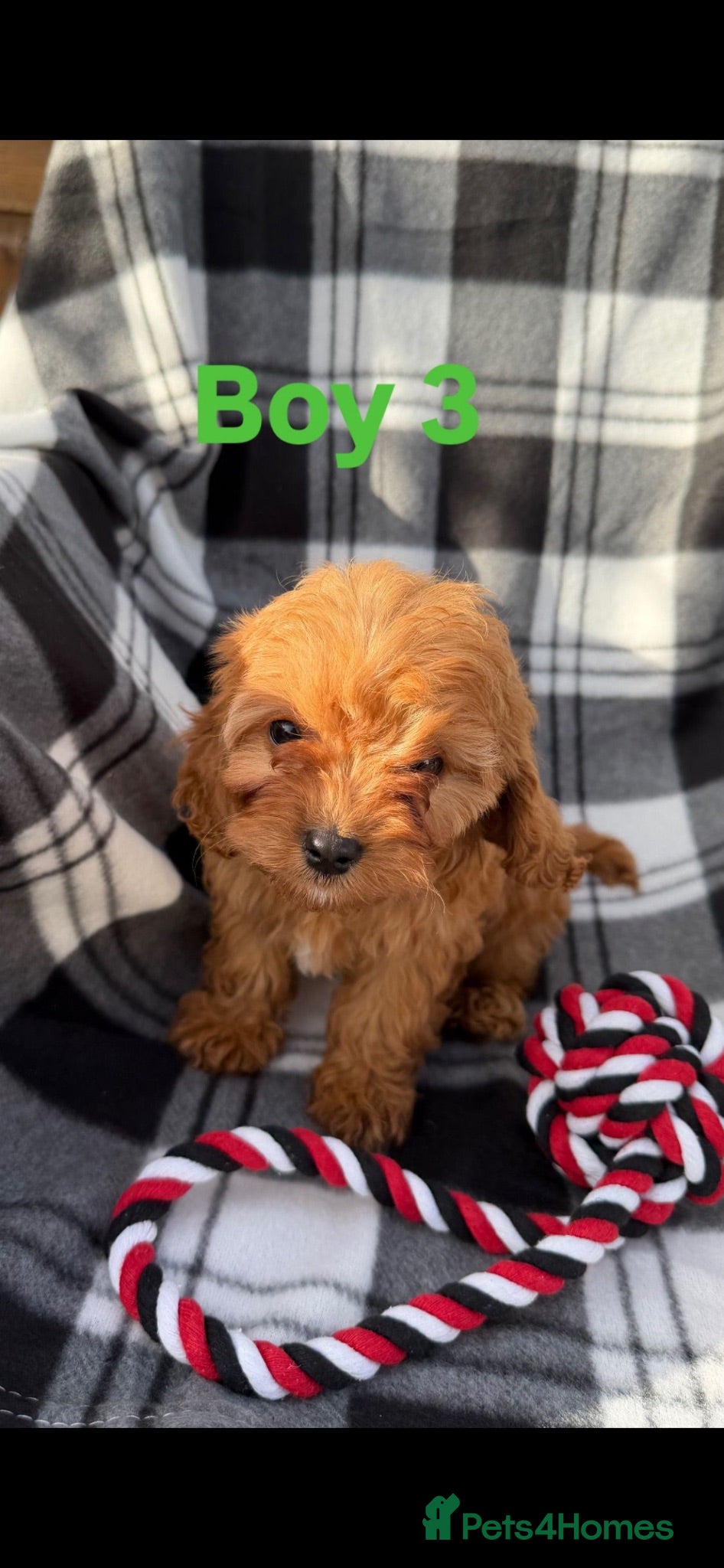 Cavapoo dogs Two boys remaining fully vaccinated ! - Advert 2